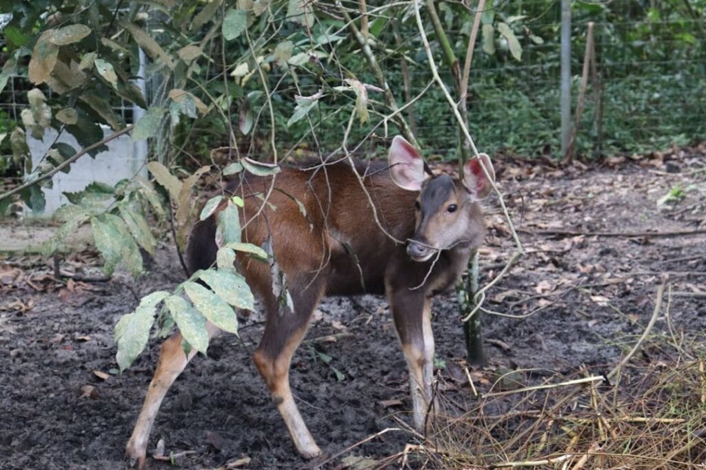 -Gunung Mulu National Park Malaysia