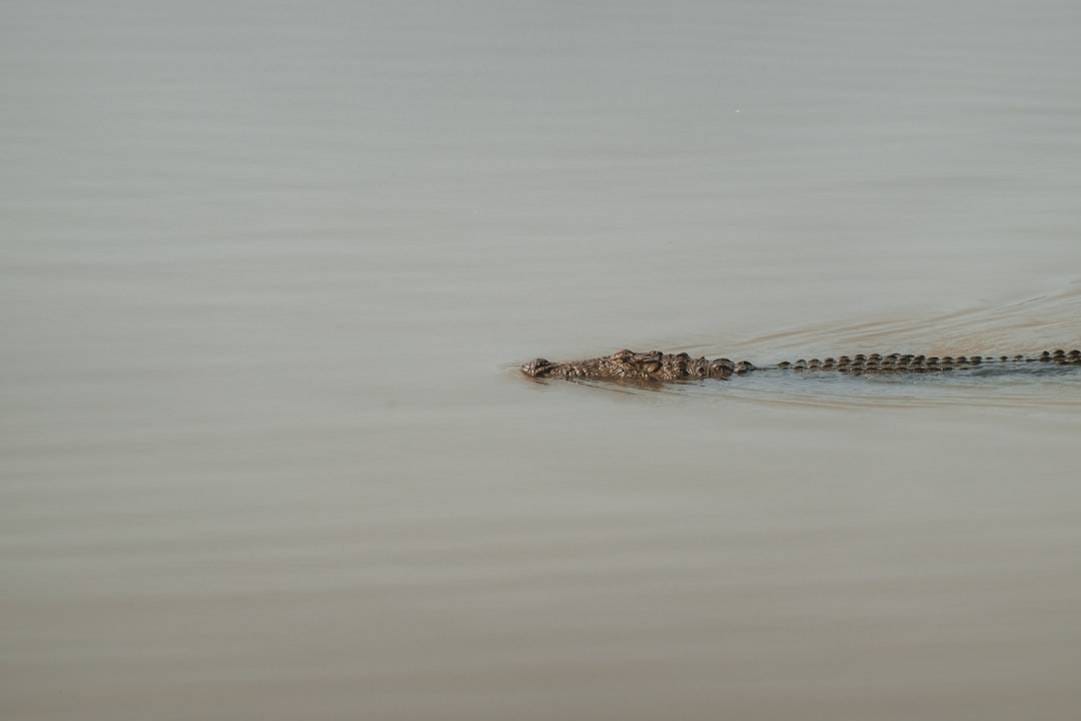 Saltwater Crocodile