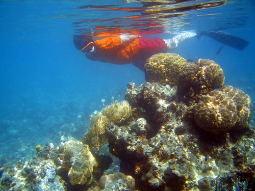 Snorkeling à Singapour : spots et réalité sous-marine 15 Singapore snorkeling