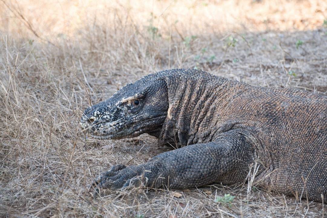 Indonesia snorkeling underwater view of Gili Islands, Lombok