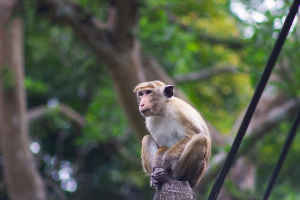 -Sinharaja Forest Reserve Sri Lanka