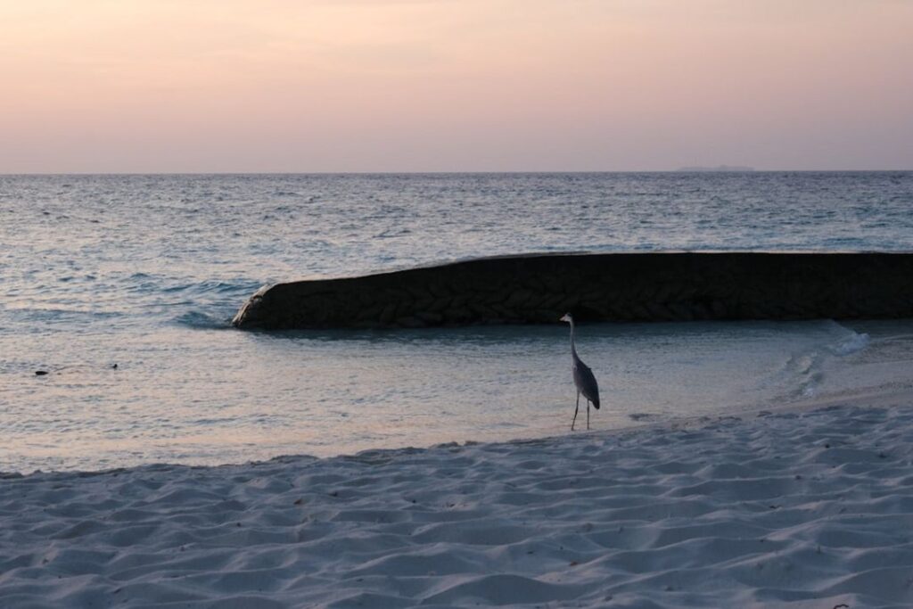 -Rasdhoo The Maldives