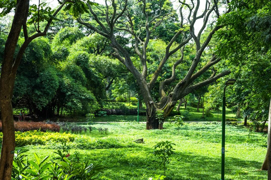 Lalbagh Botanical Gardenlalbagh-gardenBangalore scenery