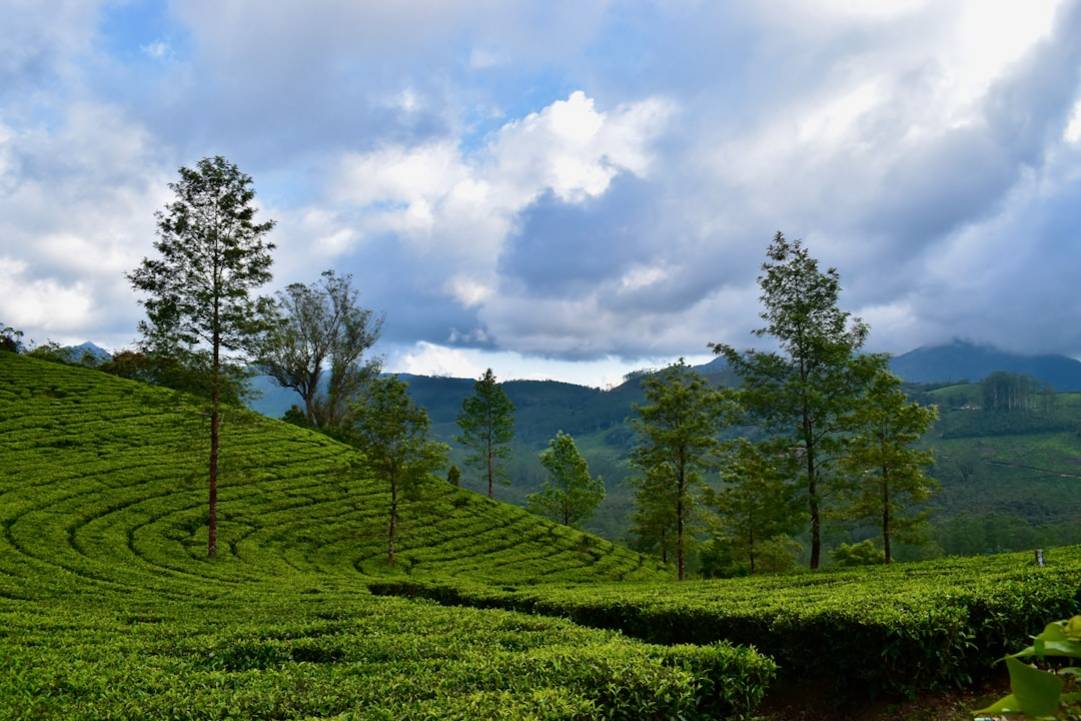 Munnar Tea Museumtea-museum-munnarMunnar details