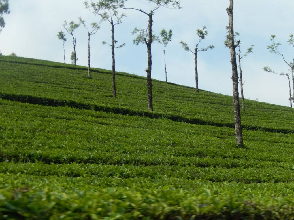 Munnar Tea Museumtea-museum-munnarMunnar highlights