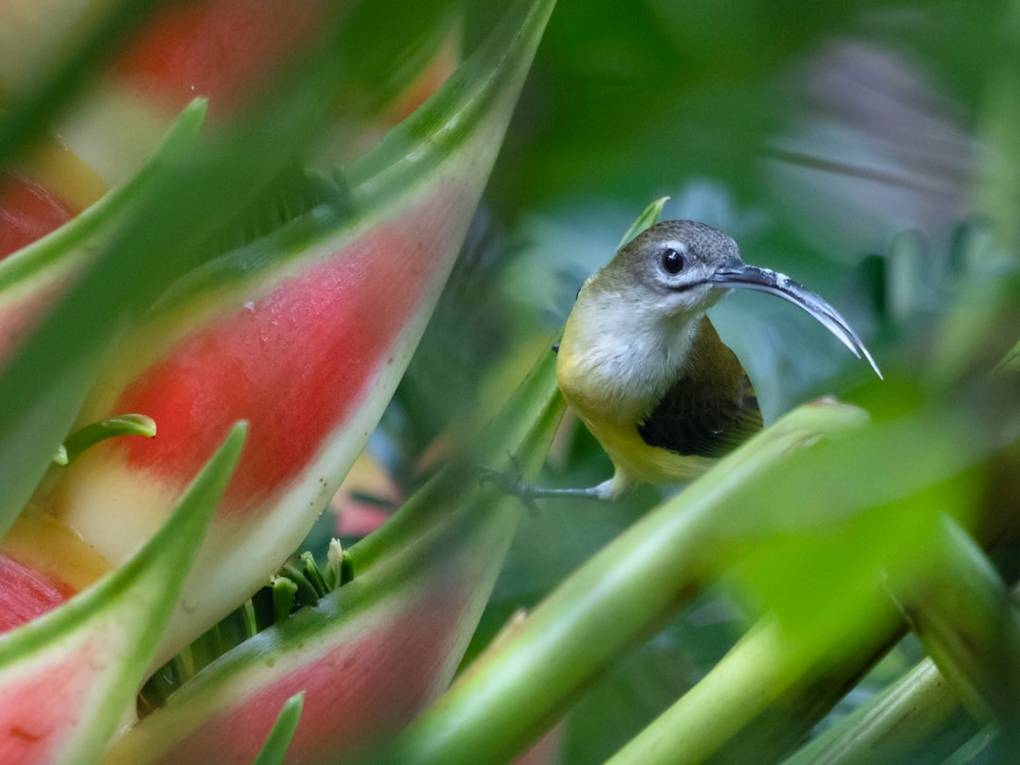 Sepilok Orangutan Centresepilok-orangutan-centreSandakan details