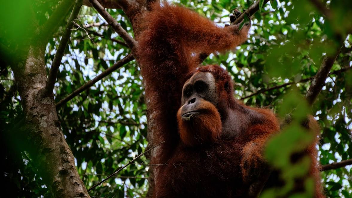 Jungle Trekking Orangutansjungle-trekking-orangutansBukit Lawang details