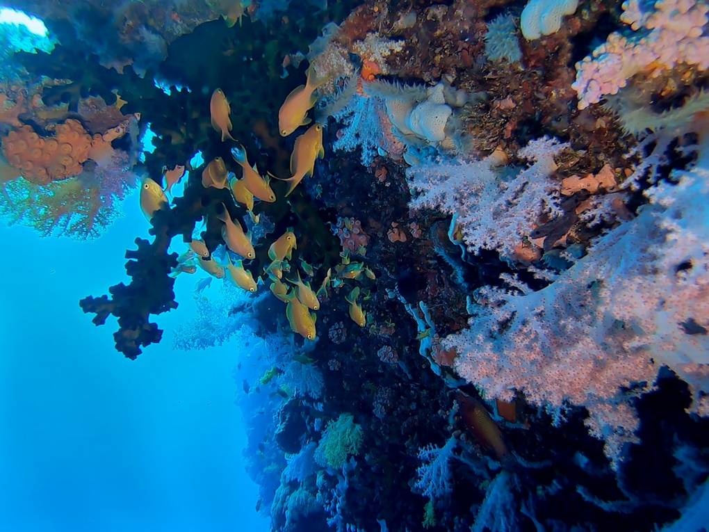 Pescador Island Hopping in Moalboal: Highlights & Hacks 5 Pescador Island Hoppingpescador-island-hoppingMoalboal scenery