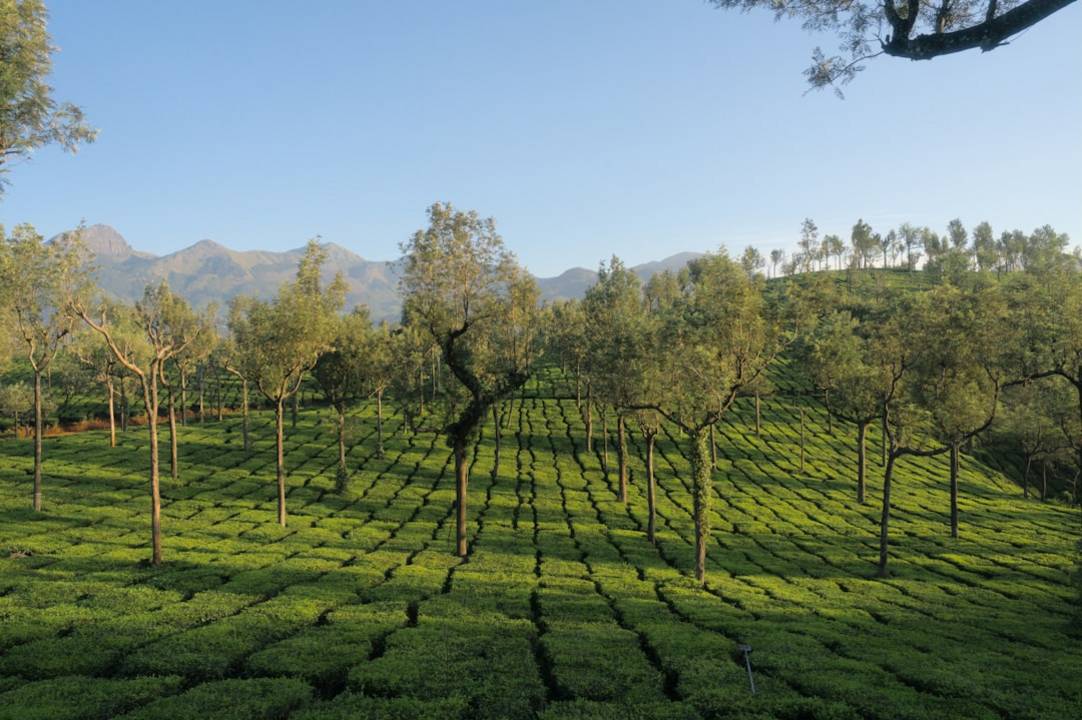 Munnar Tea Museumtea-museum-munnarMunnar scenery