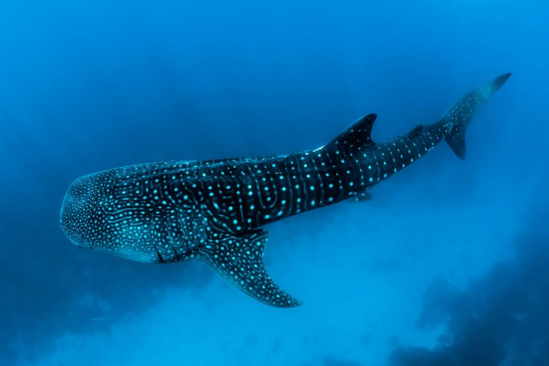 Whale Shark Excursion: Swim with Giants, Not Tourists