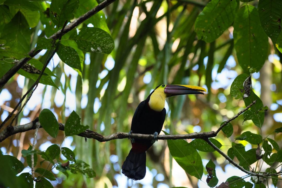 Costa Rica and Peru nature