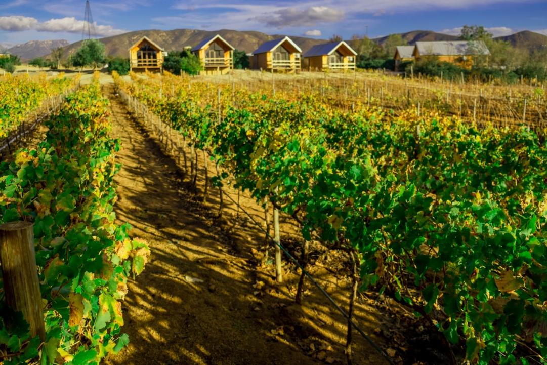 6 Things to do in Ensenada, Baja's Coastal Wine Gateway 4 Ensenada highlights