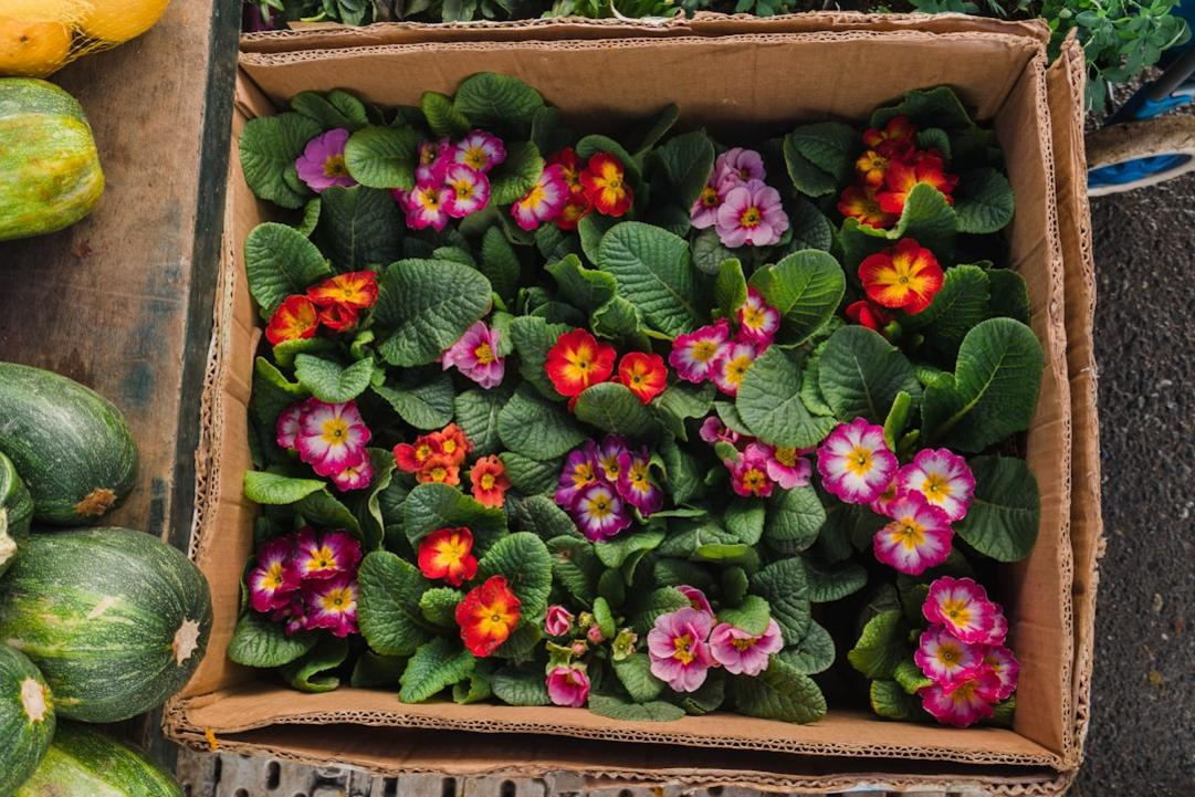9 Things to do in Flores - Lake Petén Itzá and Colonial Centre 6 Flores seasonal mood