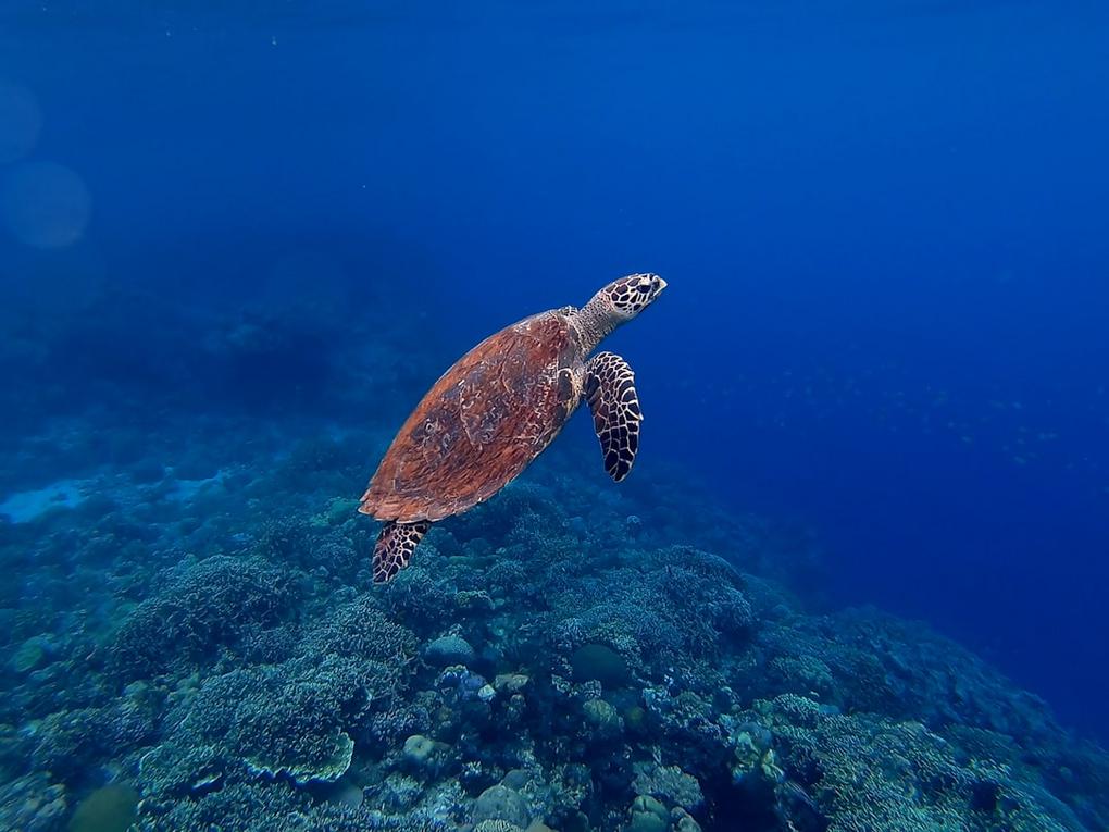 Philippines national parks