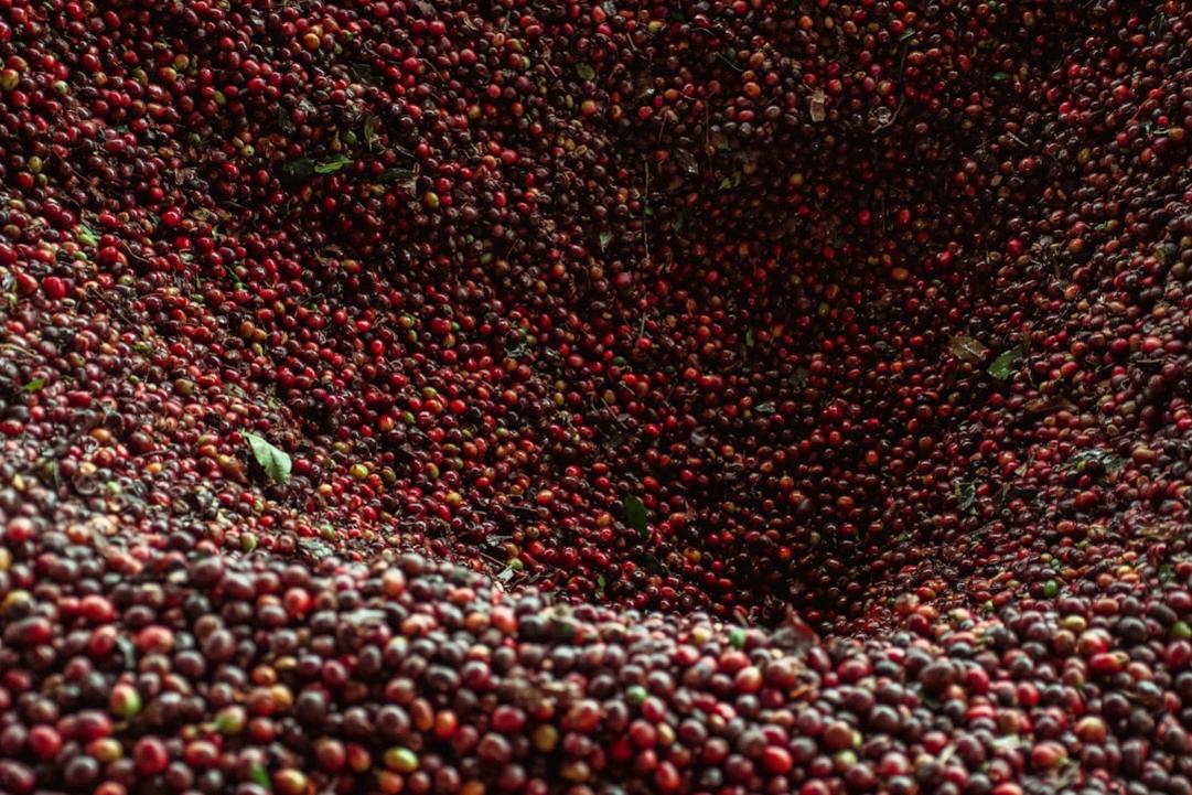 9 Things to do in Salento - Wax Palm Valley & Coffee Tours 4 Salento experiences