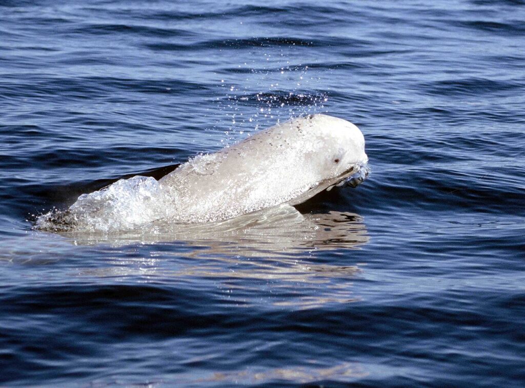 1280px Beluga 1 1999 07 03