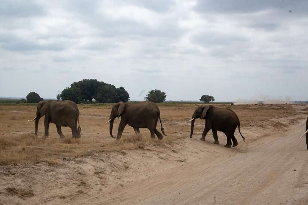 1280px Parque Nacional de Amboseli 26