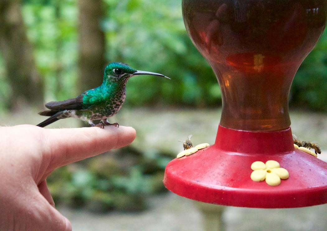 Monteverde vs Pucon: Which Should You Visit? 1 Monteverde vs Pucon