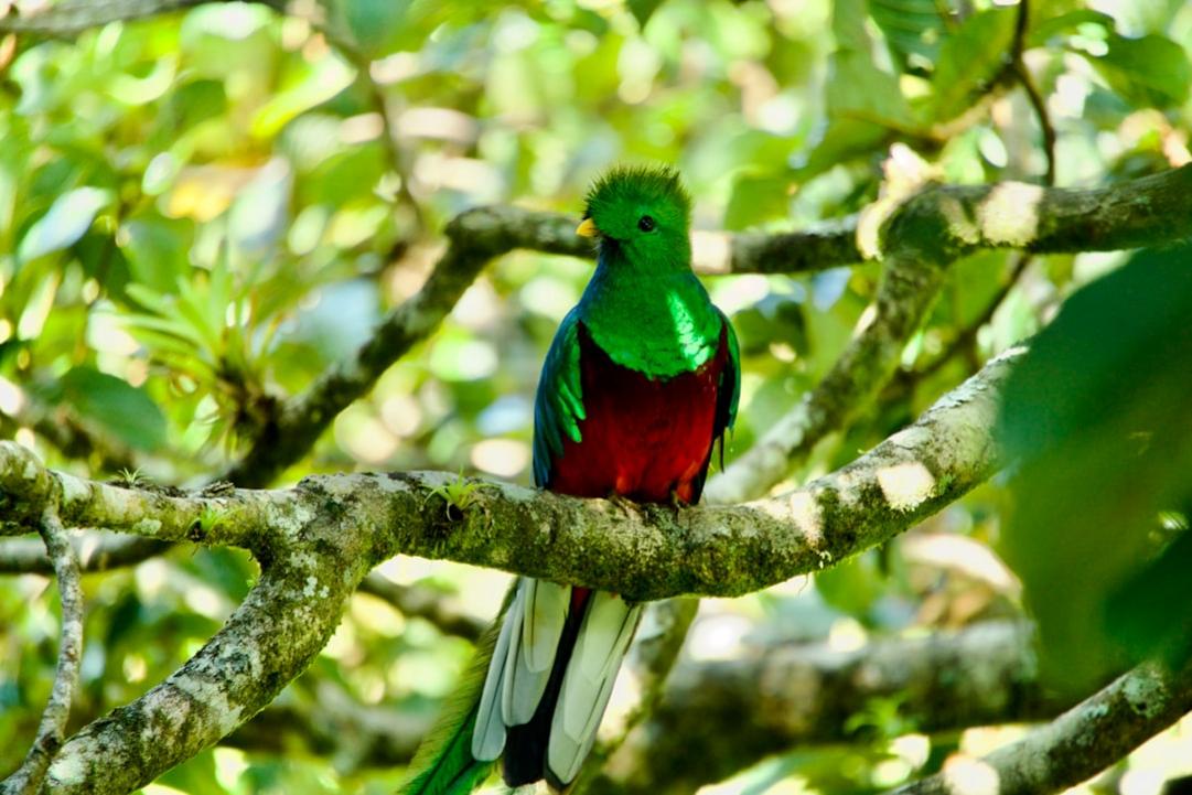 Monteverde vs Ushuaia: Which Should You Visit? 2 Monteverde and Ushuaia
