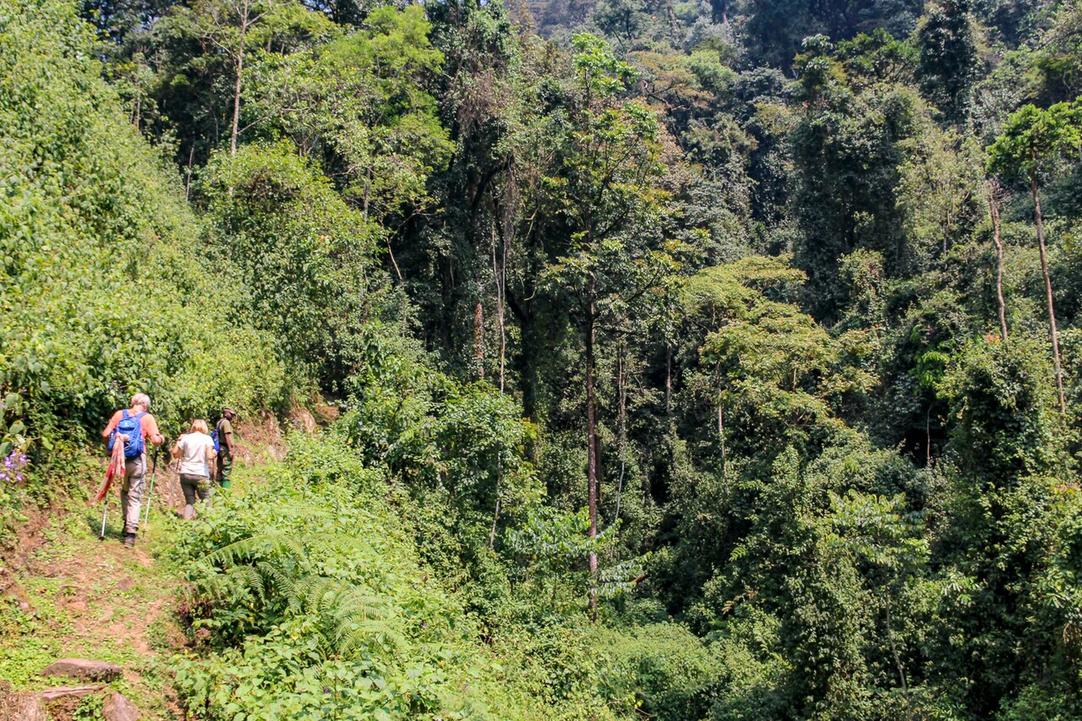 11 Things to do in Nyungwe Forest National Park Canopy Walkway 1 Hear the rustle of colobus monkeys near the canopy walkway, high above the forest floor in Nyungwe’s buffer zone.
