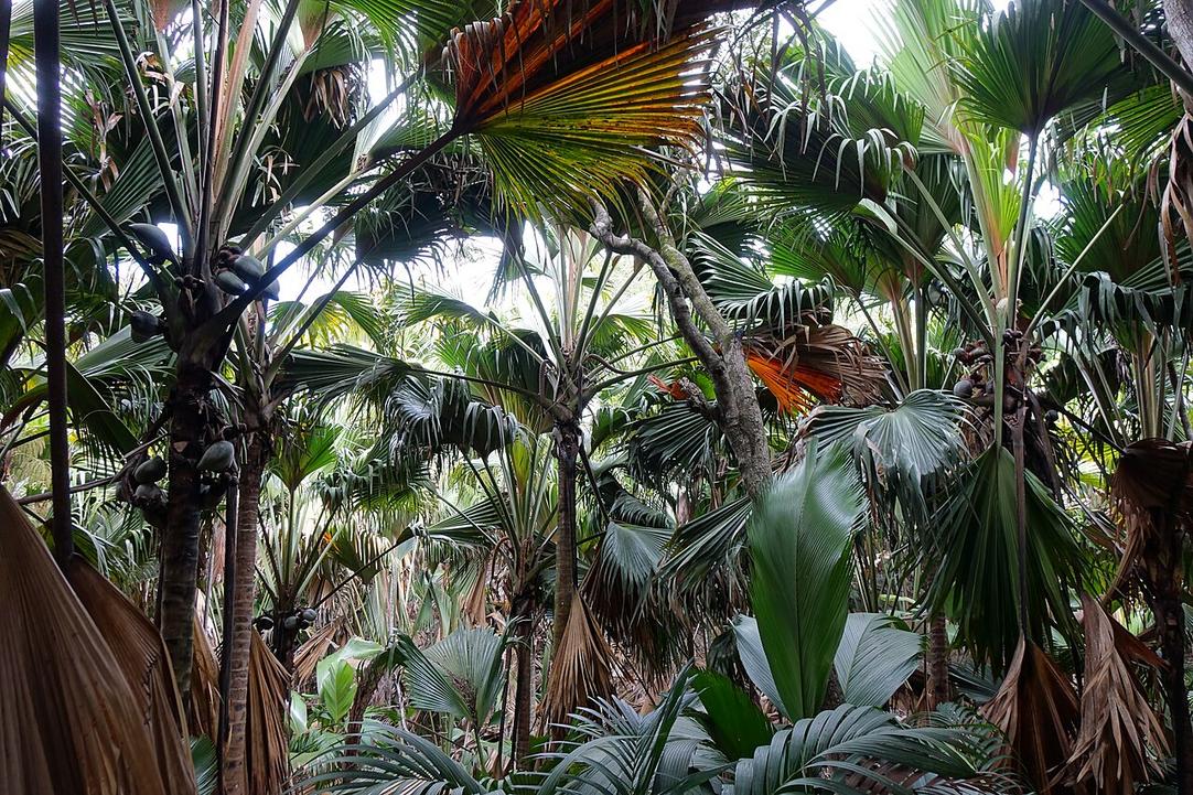 Wander the shaded trails beneath towering coco de mer palms in Vallee de Mai.