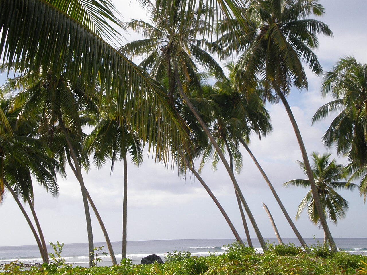 Samoa Beaches 2026: Best Surf, Snorkel & Adventure Spots 3 Coconut trees along the coast of Savai'i island, Samoa