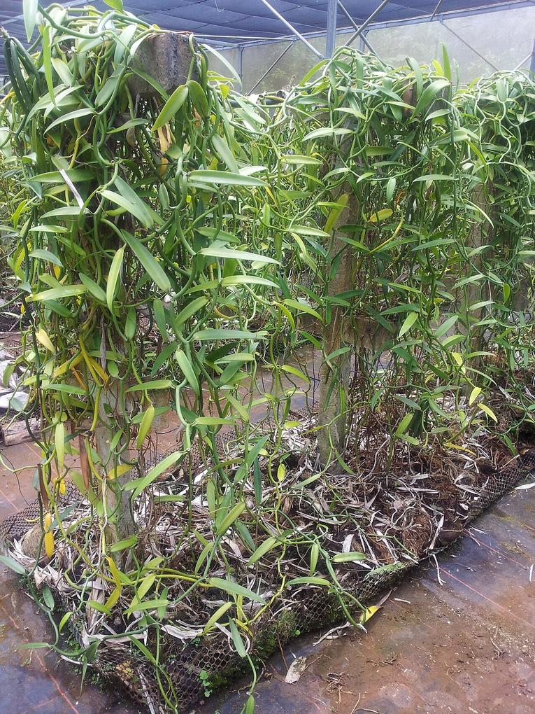 8 Things to do in Taha'a: Vanilla Plantations & Lagoon Snorkels 1 The salty scent of vanilla pods drifts through the air at the vanilla plantation near Vaito'otia Bay on the lagoon's edge.