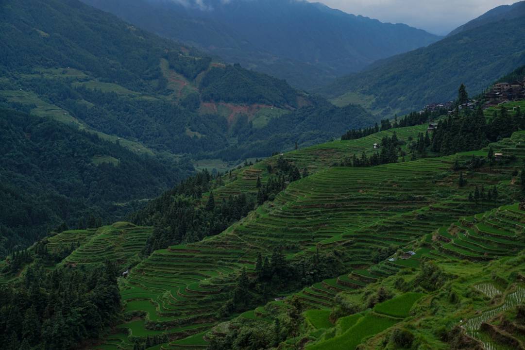 The Best Rated Rice Fields in China 5 China rice-fields scenery view 1