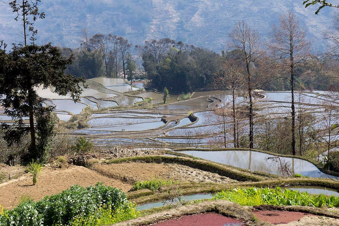 The Best Rated Rice Fields in China 9 China rice-fields scenery view 9